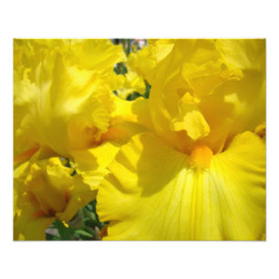 Impression Photo Tirages d'art photographique Fleurs d'iris jaune I