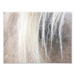 Impression Photo Toile de Faux de palomino