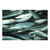 Impression Photo Toile de poisson (Devant)