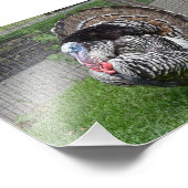 Impression Photo Tom Turquie (Coin)