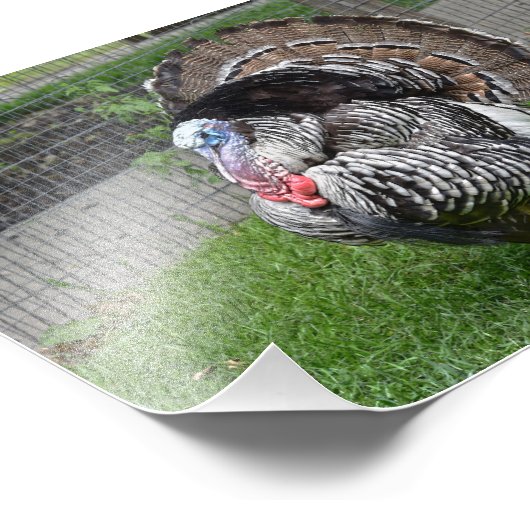 Impression Photo Tom Turquie (Coin)