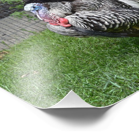 Impression Photo Tom Turquie (Coin)