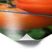 Impression Photo Tomates Rouge Ripe Garden Sur La Vigne 8x10 (Coin)