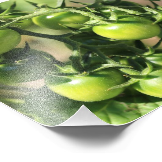 Impression Photo Tomates vertes (Coin)