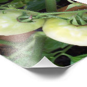 Impression Photo Tomates vertes (Coin)