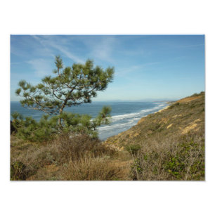 Impression Photo Torrey Pine and California Coastline Landscape