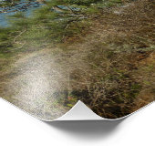 Impression Photo Torrey Pine and California Coastline Landscape (Coin)