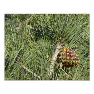 Impression Photo Torrey Pine Closeup California Botanical