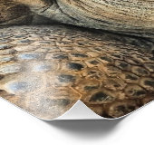 IMPRESSION PHOTO TORTOISE (Coin)