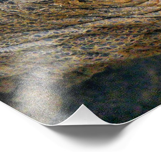 IMPRESSION PHOTO TORTOISE GÉANT (Coin)