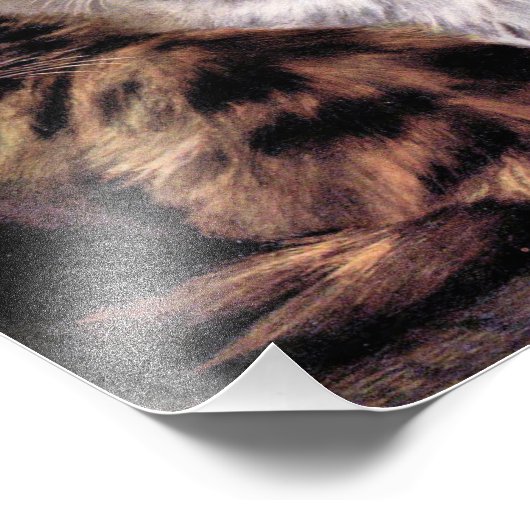 Impression Photo Tortoiseshell (Coin)