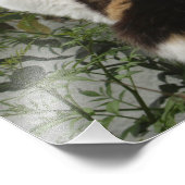 Impression Photo Tortoiseshell et Chat blanc (Coin)