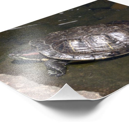 Impression Photo "Tortue" (Coin)