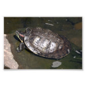 Impression Photo "Tortue" (Devant)