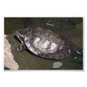 Impression Photo "Tortue "