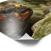 Impression Photo Tortue à pied rouge (Coin)
