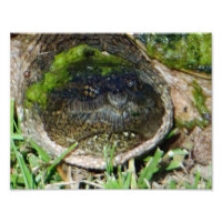 Tortue agrippante
