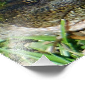 Impression Photo Tortue agrippante (Coin)