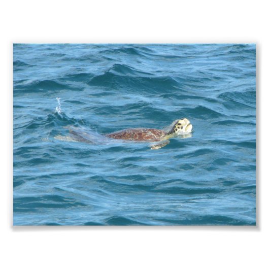 Impression Photo Tortue de mer (Devant)