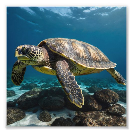 Impression Photo Tortue marine (Devant)
