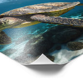 Impression Photo Tortue marine (Coin)