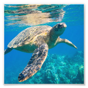 Impression Photo Tortue marine, Chelonioidea, reptile