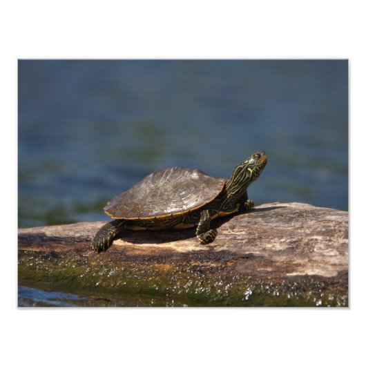 Impression Photo Tortue peinte sur un bûcher (Devant)