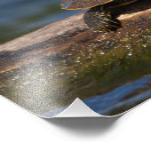 Impression Photo Tortue peinte sur un bûcher (Coin)