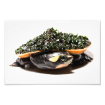 Tortue Sideneck À Carreaux Roses