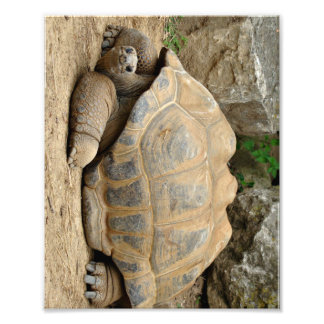 Impression Photo Tortue souriante