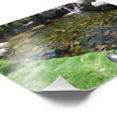 Impression Photo Tortues à l'étang de Koi (Coin)