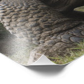 Impression Photo Tortues géantes des Galapagos Geochelone (Coin)
