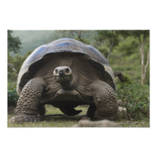 Impression Photo Tortues géantes des Galapagos Geochelone