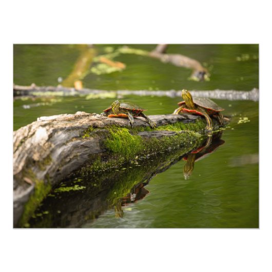 Impression Photo Tortues Lounging (Devant)