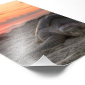 Impression Photo Tortues marines au coucher du soleil (Coin)