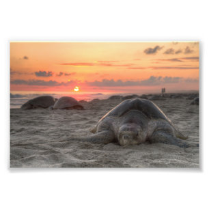 Impression Photo Tortues marines au coucher du soleil