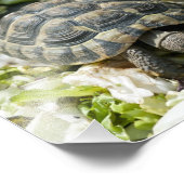 Impression Photo Tortues mignonnes (Coin)