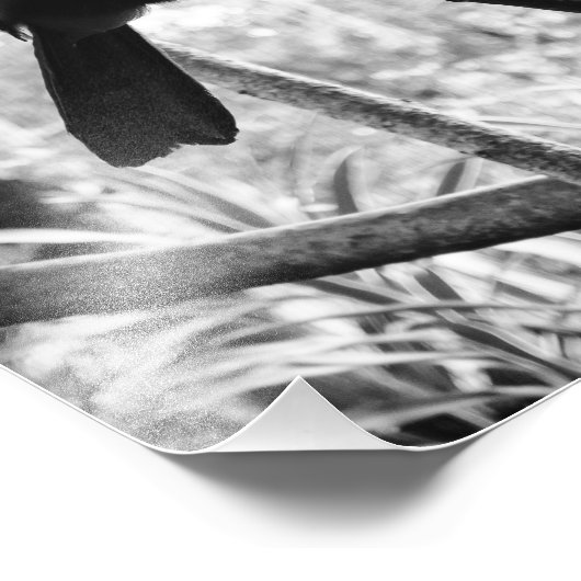 Impression Photo Toucan's Post (B&W) (Coin)
