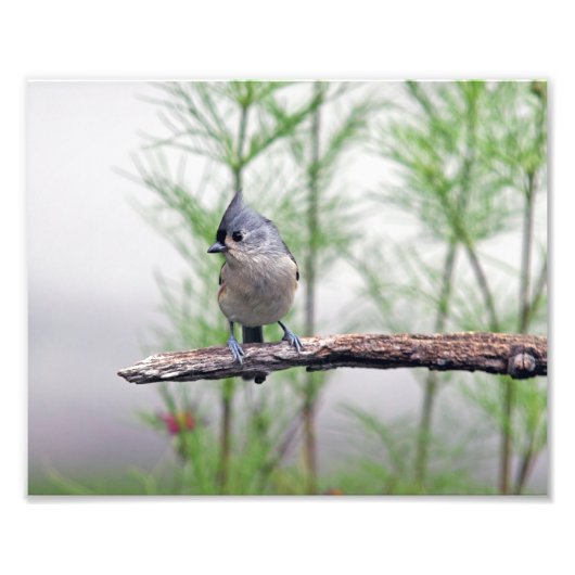 Impression Photo Touffé (Devant)