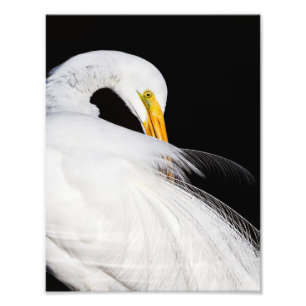 Impression Photo Toujours les aigrettes