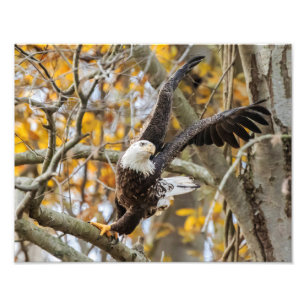 Impression Photo Tourner Et Lancer L'Aigle