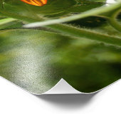 Impression Photo Tournesol (Coin)