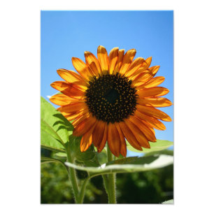 Impression Photo Tournesol