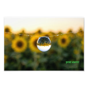 Impression Photo Tournesol doré reflété dans une goutte de rosée ma