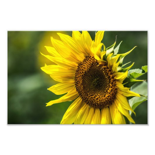 Impression photo - Tournesol ensoleillé (Devant)