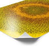 Impression Photo Tournesol géant (Coin)