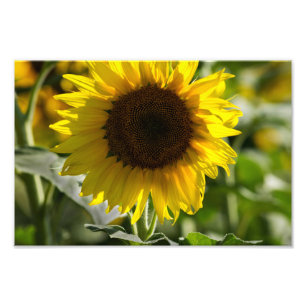 Impression photo - Tournesol isolé dans un champ