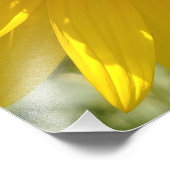 Impression Photo Tournesol jaune (Coin)