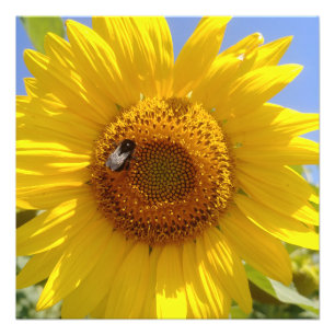 Impression Photo Tournesol jaune