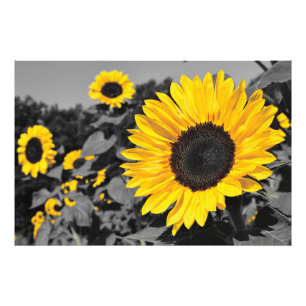 Impression Photo Tournesol : Jaune De Couleur